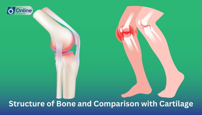Lesson 01: Structure of Bone and Comparison with Cartilage